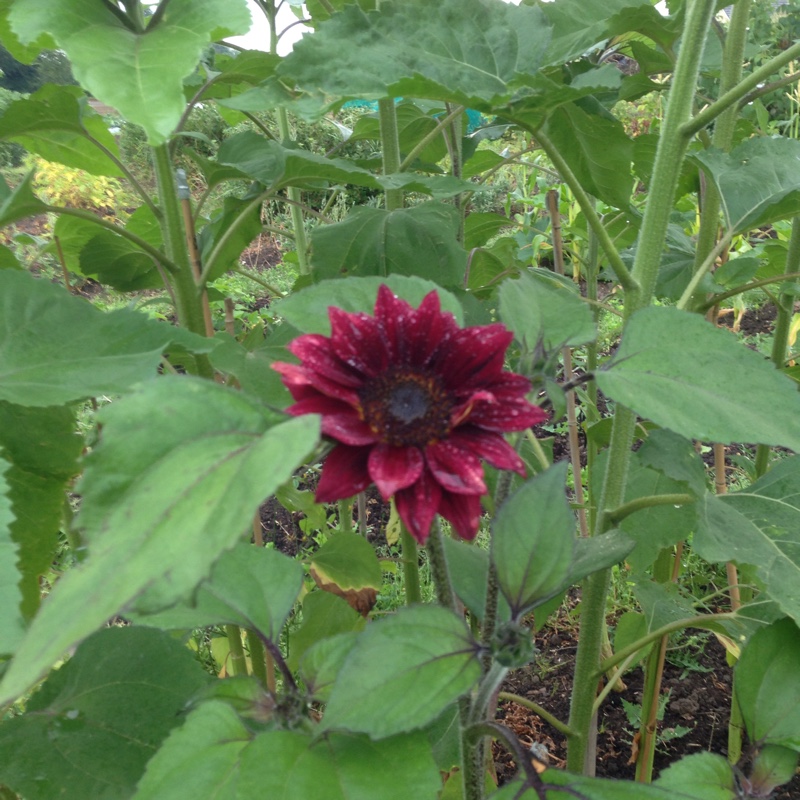 Sunflower 'Evening Sun'