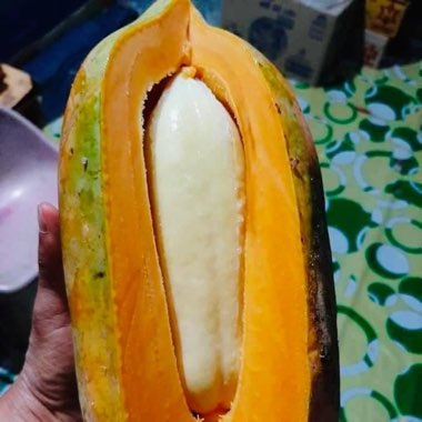 Carica papaya