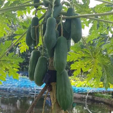 Carica papaya