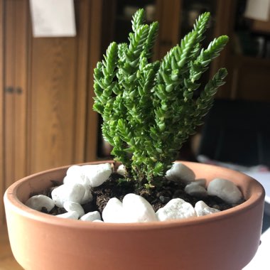 Crassula muscosa