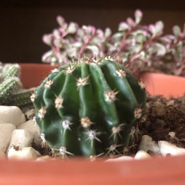 Ferocactus Stanesii syn. Ferocactus stainesii : Ferocactus pilosus ; Ferocactus pringlei