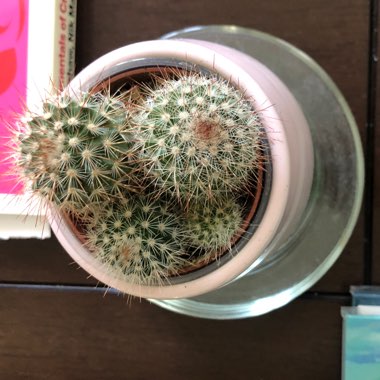 Mammillaria spinosissima f. rubrispina