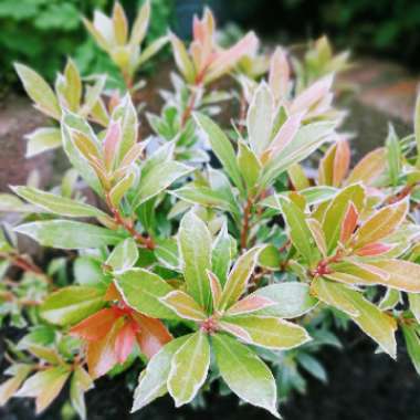 Pieris japonica 'Little Heath'