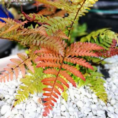 Dryopteris erythrosora 'Brilliance'