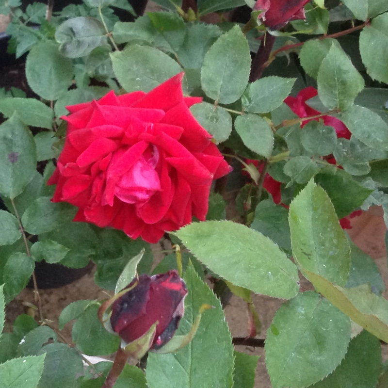 Rose 'Ruby Wedding'