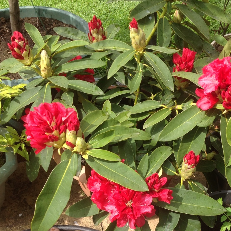 Plant image Rhododendron 'Taurus'