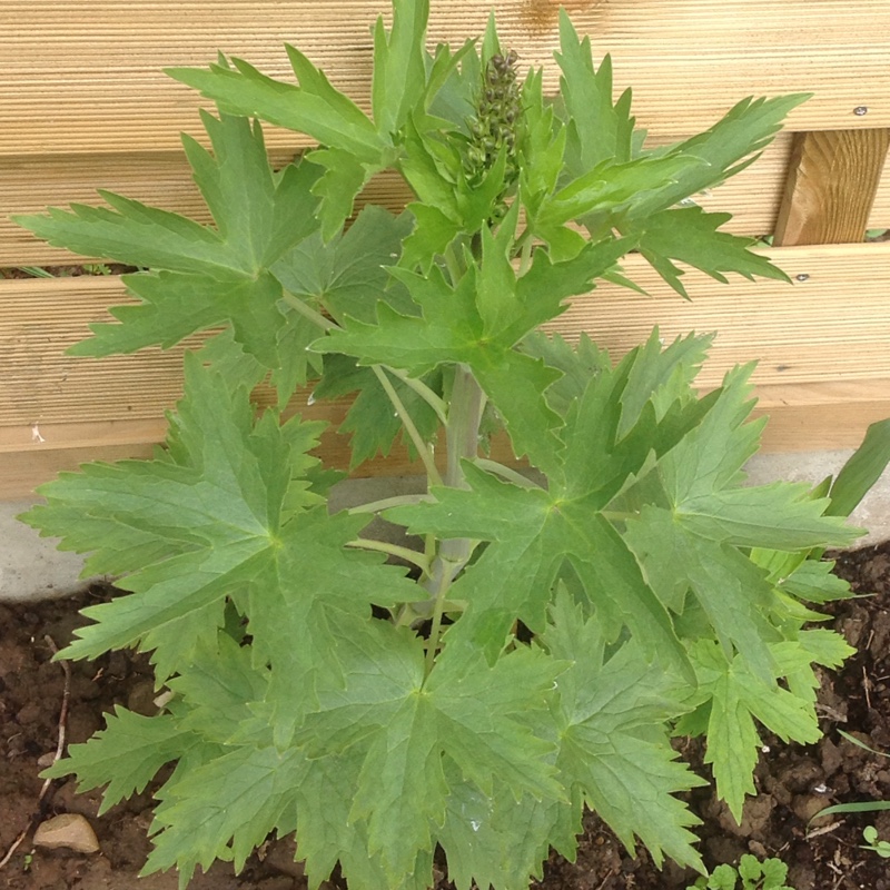 Plant image Delphinium elatum 'Finsteraarhorn'