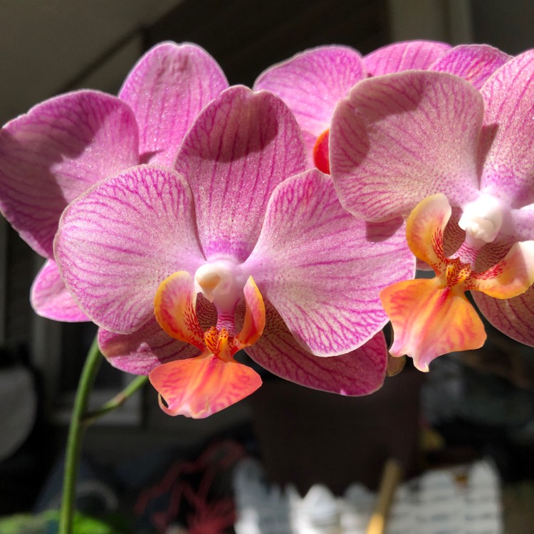 Plant image Phalaenopsis amabilis (Miniature)