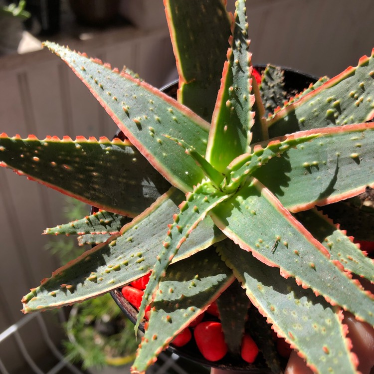 Plant image Aloe 'Christmas Sleigh'