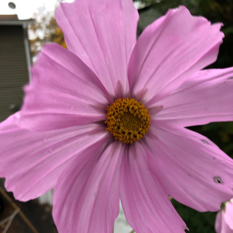 Plant image Cosmos 'Sonata Pink Blush'