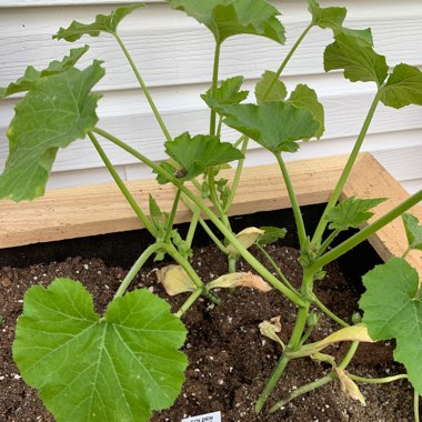 Yellow Squash, Straightneck