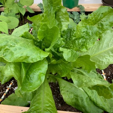 Lettuce 'Buttercrunch'