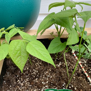 Climbing French Bean 'Kentucky Wonder'