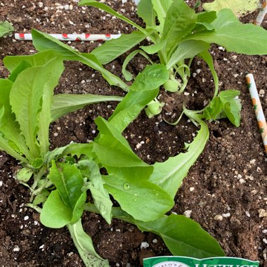 Romaine Lettuce 'Parris Island'