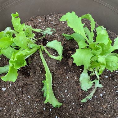 Lettuce 'Iceberg'