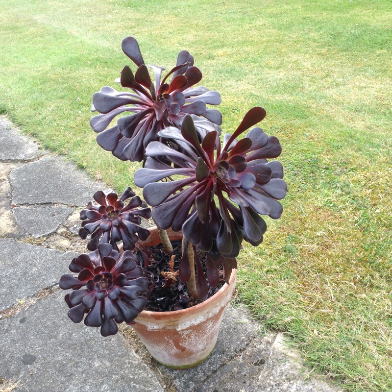 Aeonium Arboreum Zwartkop