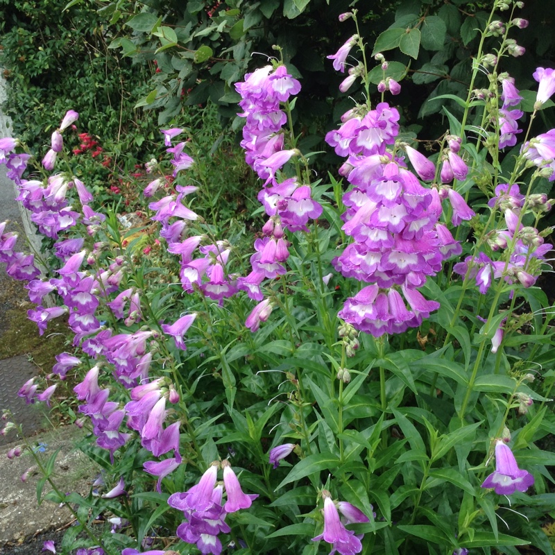 Plant image Penstemon 'Bridgesii'