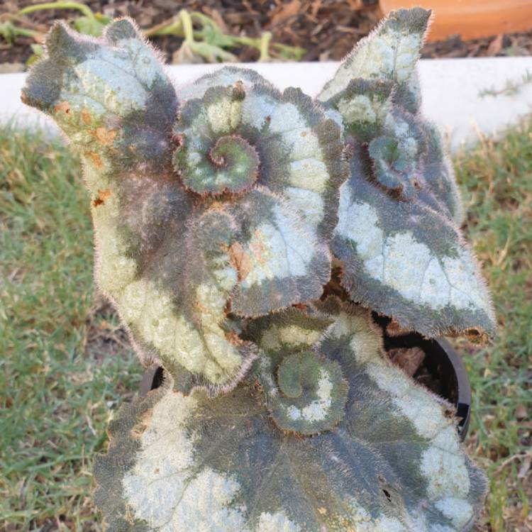 Plant image Begonia (Rex Cultorum Group) 'Escargot' syn. Begonia rex 'Escargot'