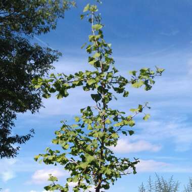 Maidenhair Tree