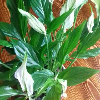 Peace Lily