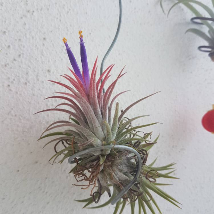 Plant image Tillandsia ionantha 'Fuego'