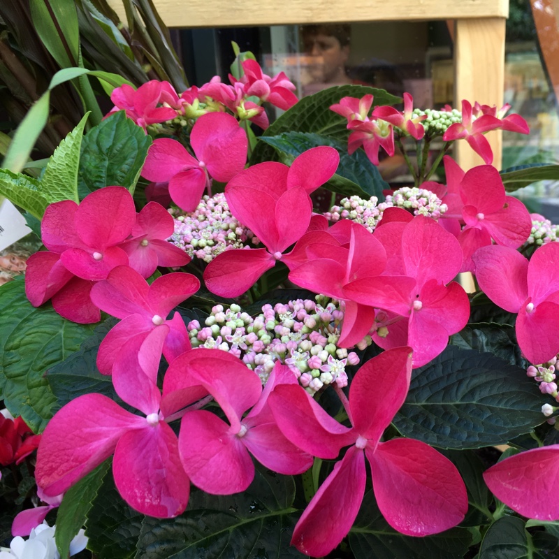 Plant image Hydrangea macrophylla 'Kardinal'