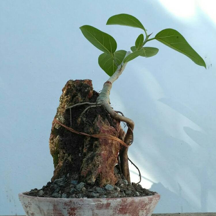 Plant image Ficus benghalensis