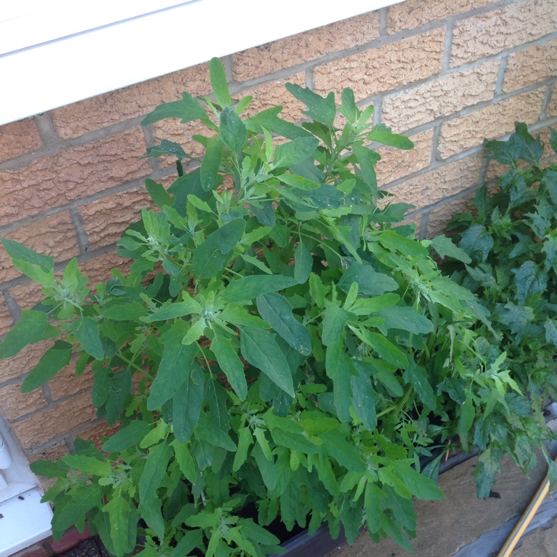 Lambs Quarters