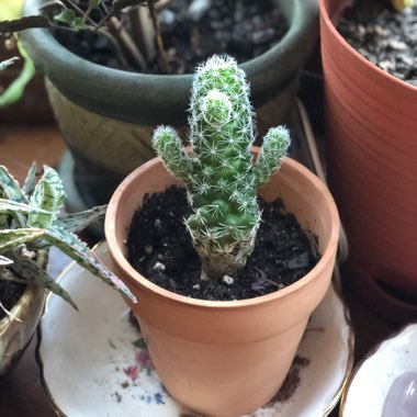 Thimble Cactus 'Fragilis'