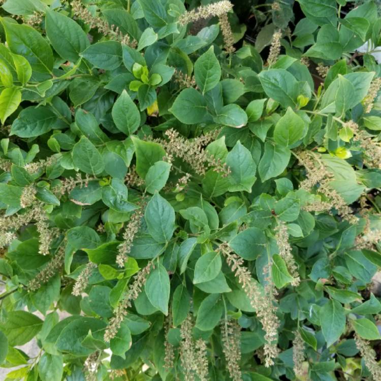 Plant image Itea Virginica 'Little Henry®'