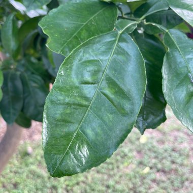 Grapefruit Tree