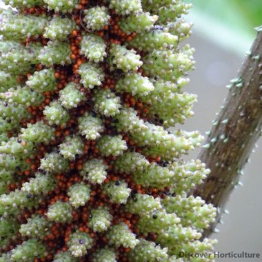 Gunnera manicata