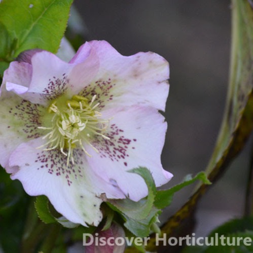 Plant image Helleborus niger