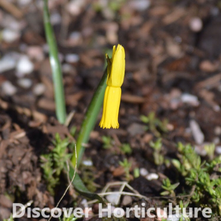 Plant image Narcissus cyclamineus