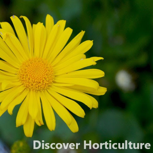 Plant image Doronicum orientale 'Leonardo™ Compact'