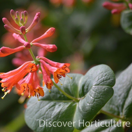 Plant image Lonicera sempervirens 'Major Wheeler'