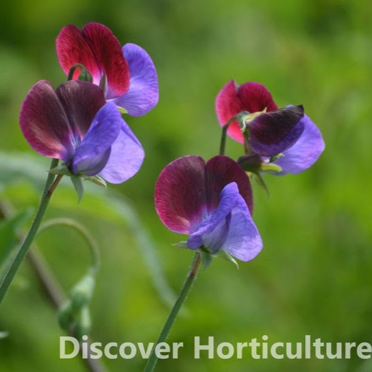 Plant image Lathyrus odoratus 'Matucana' syn. Lathyrus odoratus 'Old Spice Matucana'