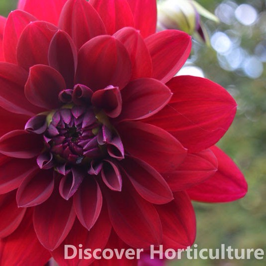 Plant image Dahlia 'Arabian Night'