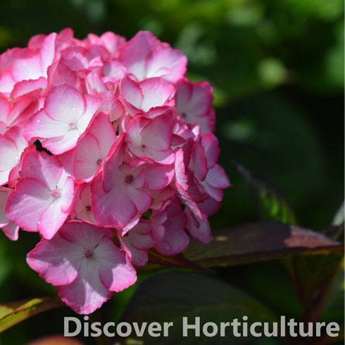 Plant image Hydrangea macrophylla 'Sabrina'