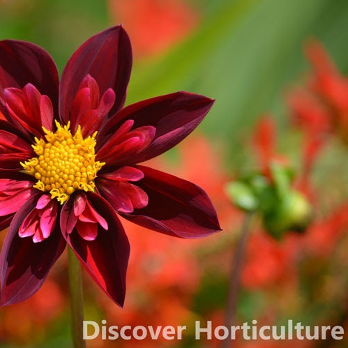 Plant image Dahlia 'Don Hill'