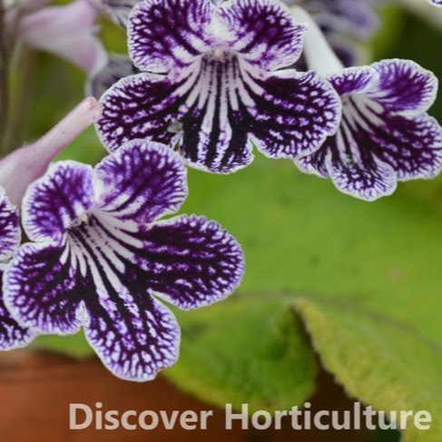 Plant image Streptocarpus 'Polka Dot Purple'