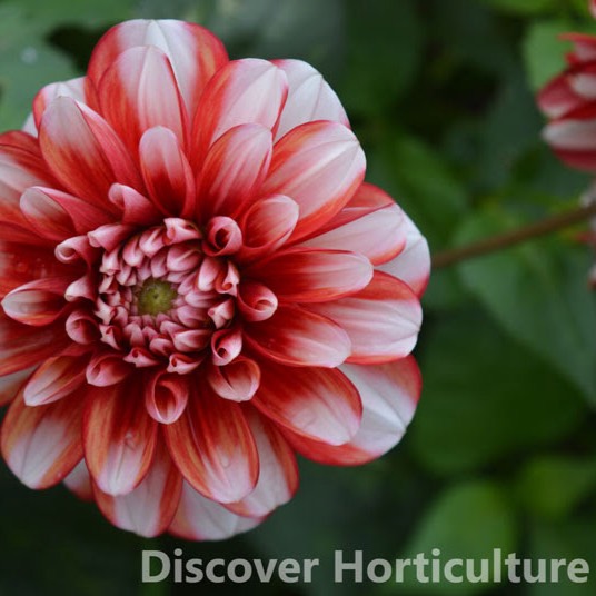 Plant image Dahlia 'Fire And Ice'