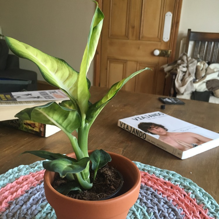 Plant image Hosta 'Cool as a Cucumber'