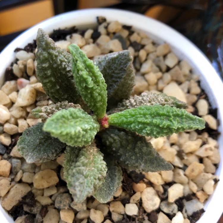 Plant image Adromischus Marianae Herrei