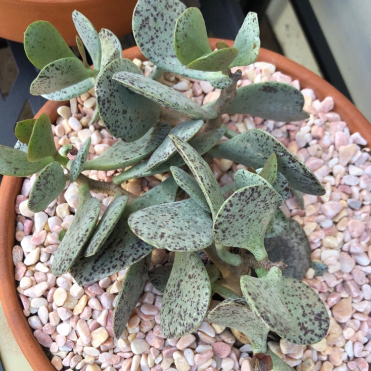 Plant image Adromischus Hemisphaericus