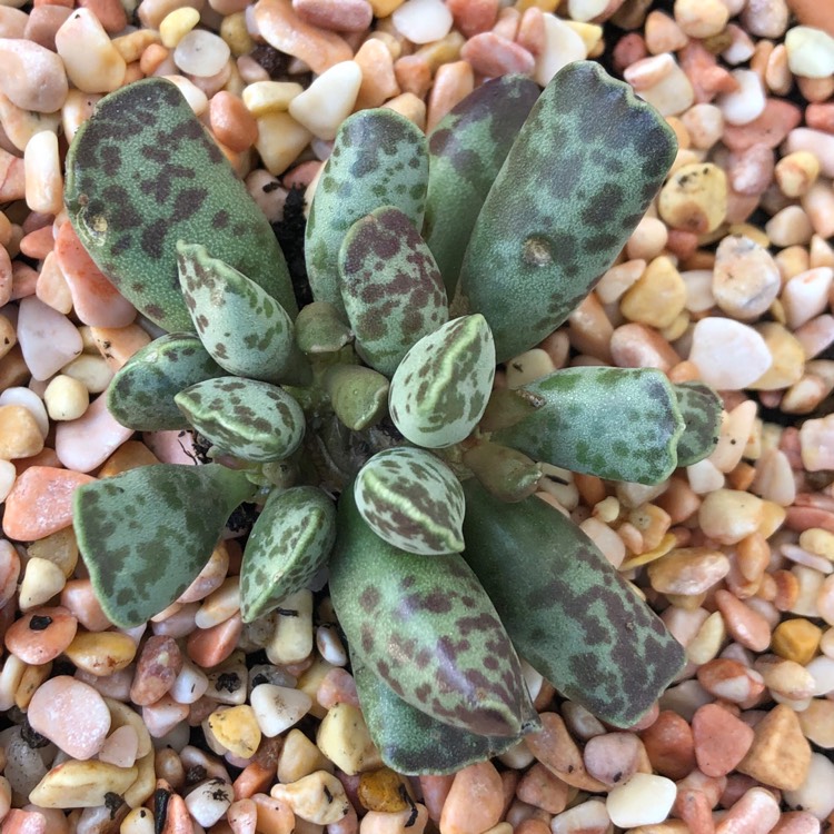 Plant image Adromischus Festivus