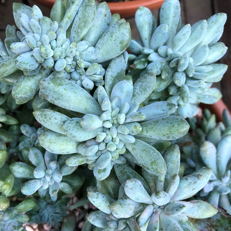 Plant image x Pachyveria Elaine Cristata