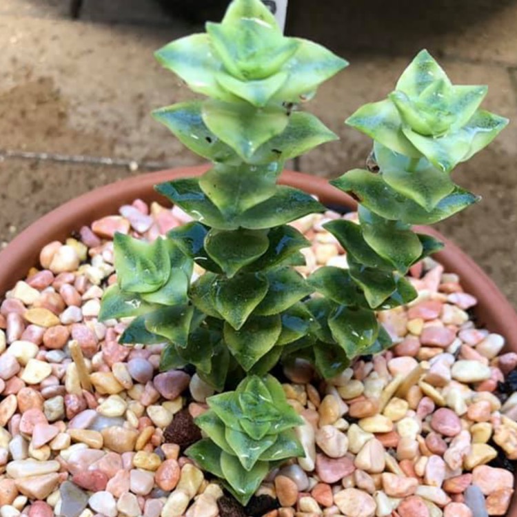 Plant image Crassula Perforata Variegata