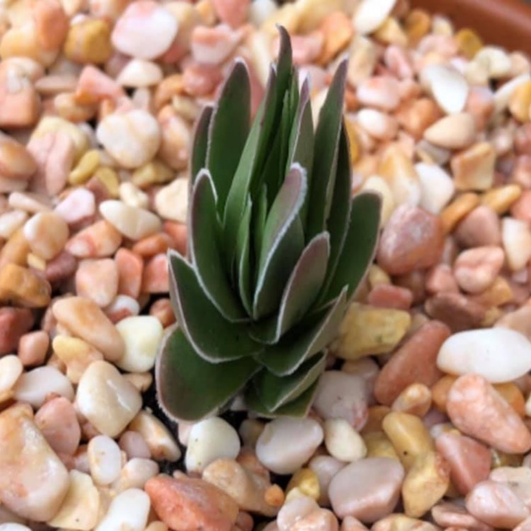 Plant image Crassula Ciliata