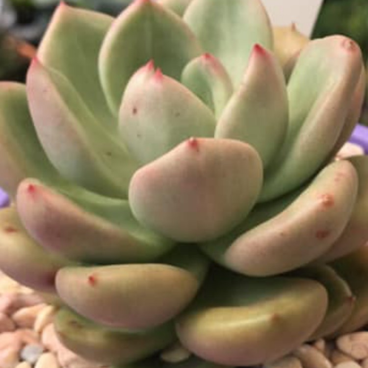 Plant image Echeveria Avocado Cream 